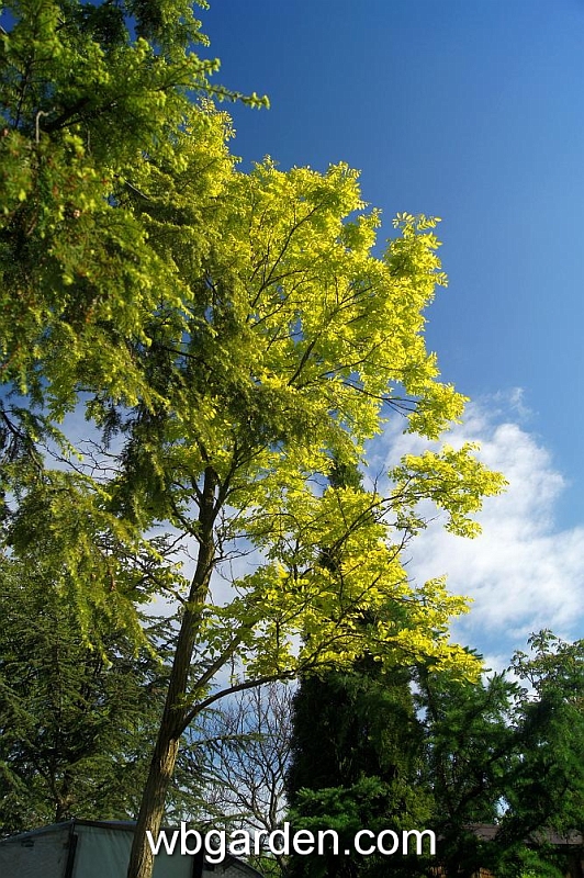 wbgarden spring 61.JPG